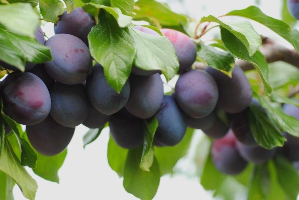 Ripe prune plums hanging on the tree at Davison Orchards in Vernon BC, Okanagan Valley Canada