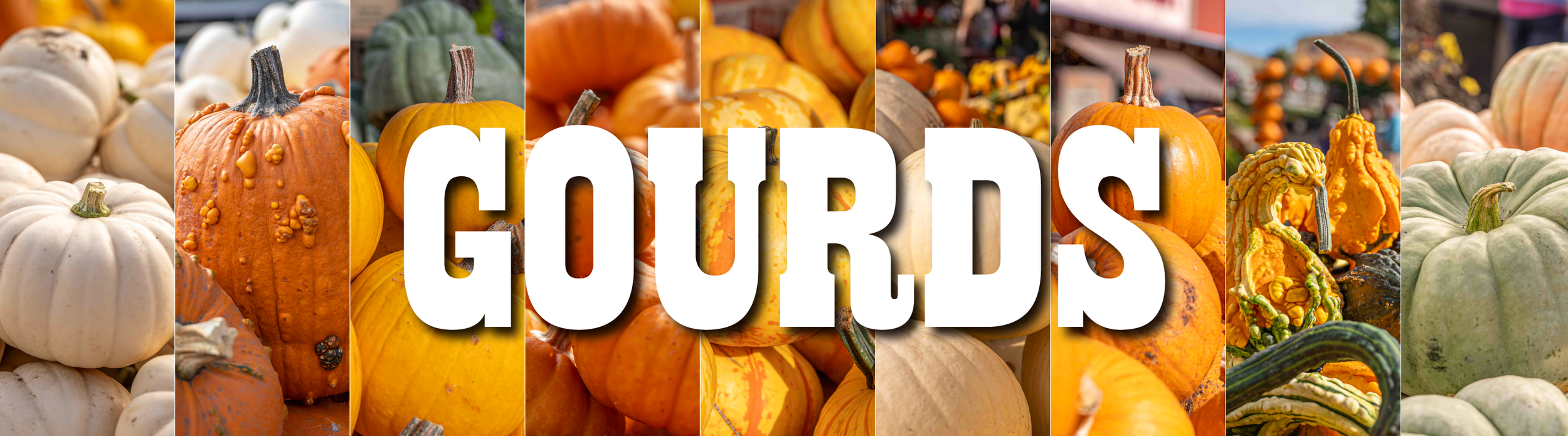 gourds-01.png