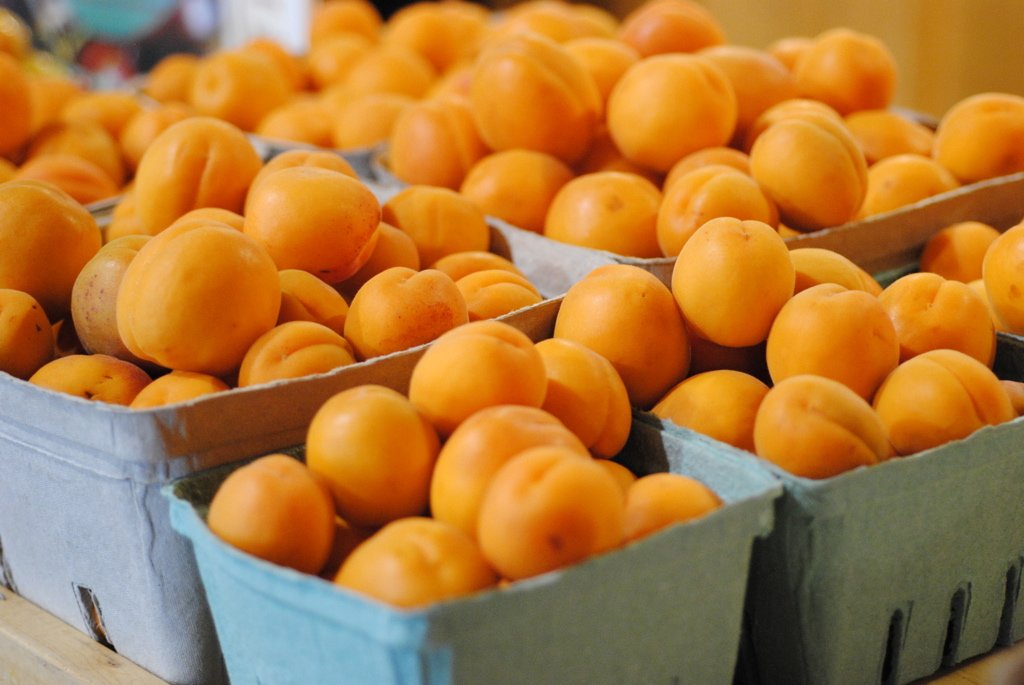 Fresh apricots in baskets at the market from Davison Orchards in Vernon BC, Okanagan Valley Canada