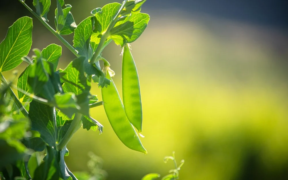 Fresh sugar snap peas growing on the vine at Davison Orchards farm in Vernon BC, Okanagan Valley