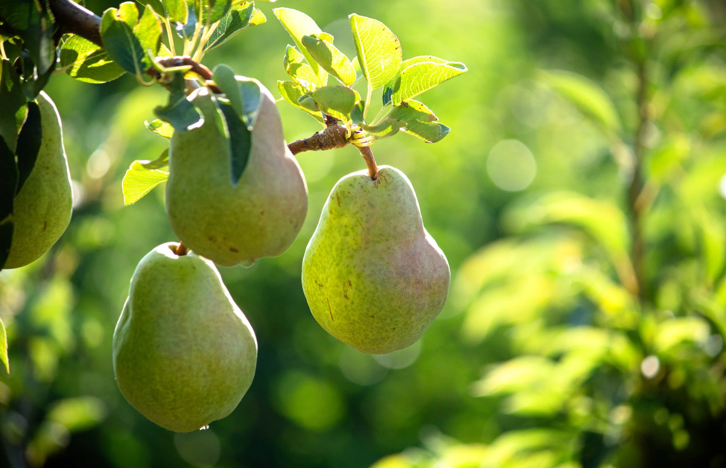 Pears & Other Fruits