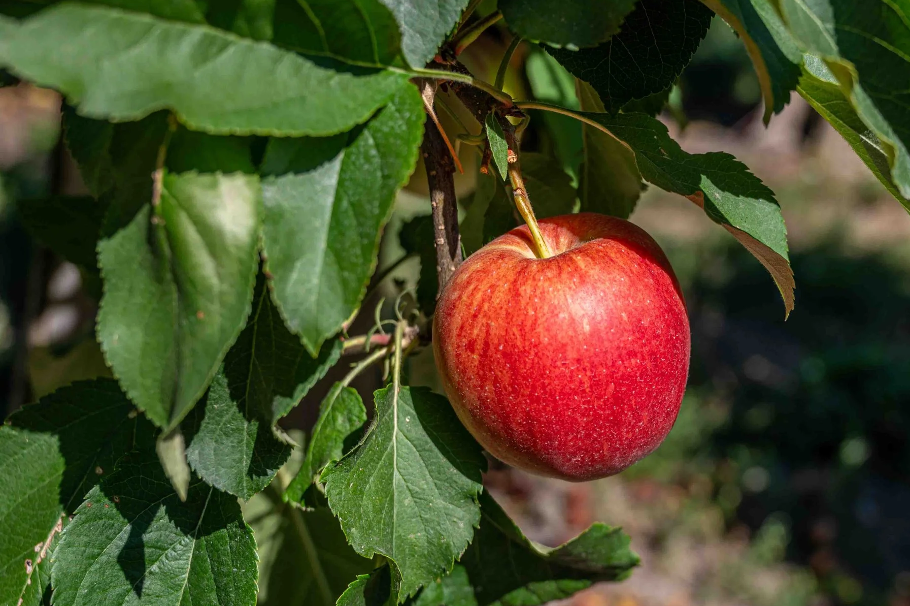 Royal Gala apple ripening on a sunny tree at Davison Orchards, Vernon BC, fresh Okanagan apples