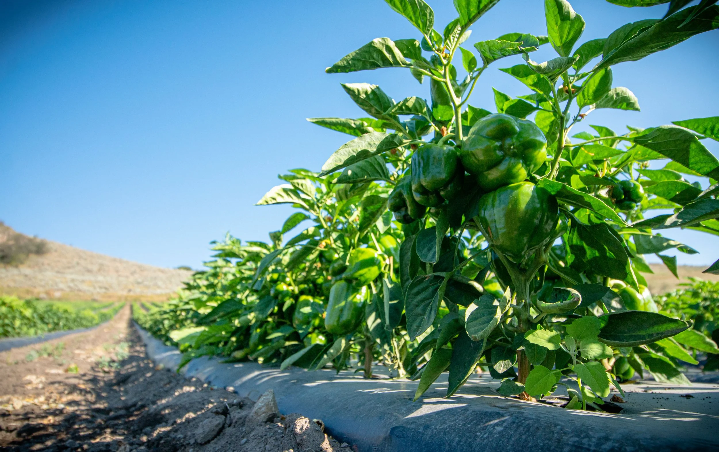 Green sweet peppers in the row at the field at Davison Orchards in Vernon BC, Okanagan Valley