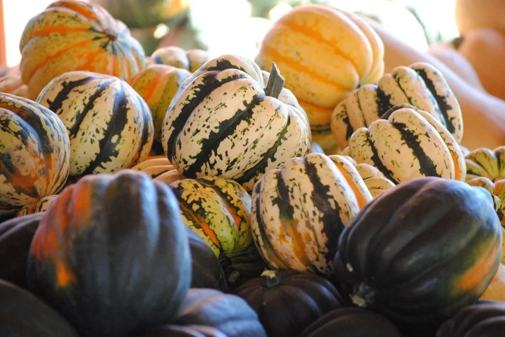 Green and Carnival Acorn squash with deep ridges freshly harvested at Davison Orchards in Vernon BC, Okanagan Valley