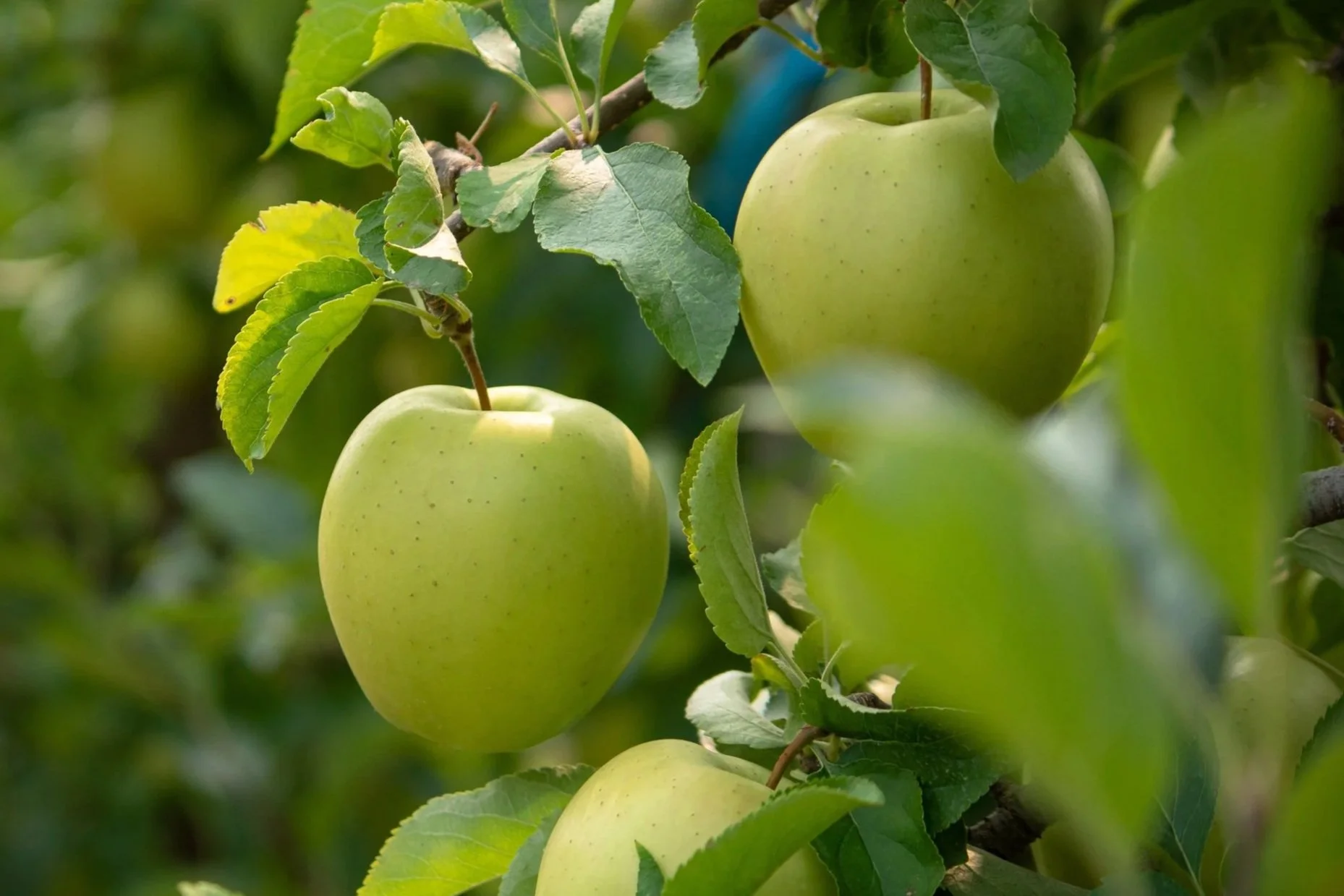 Golden Delicious apple ripening on the tree at Davison Orchards in Vernon BC, part of fresh Okanagan orchard fruit