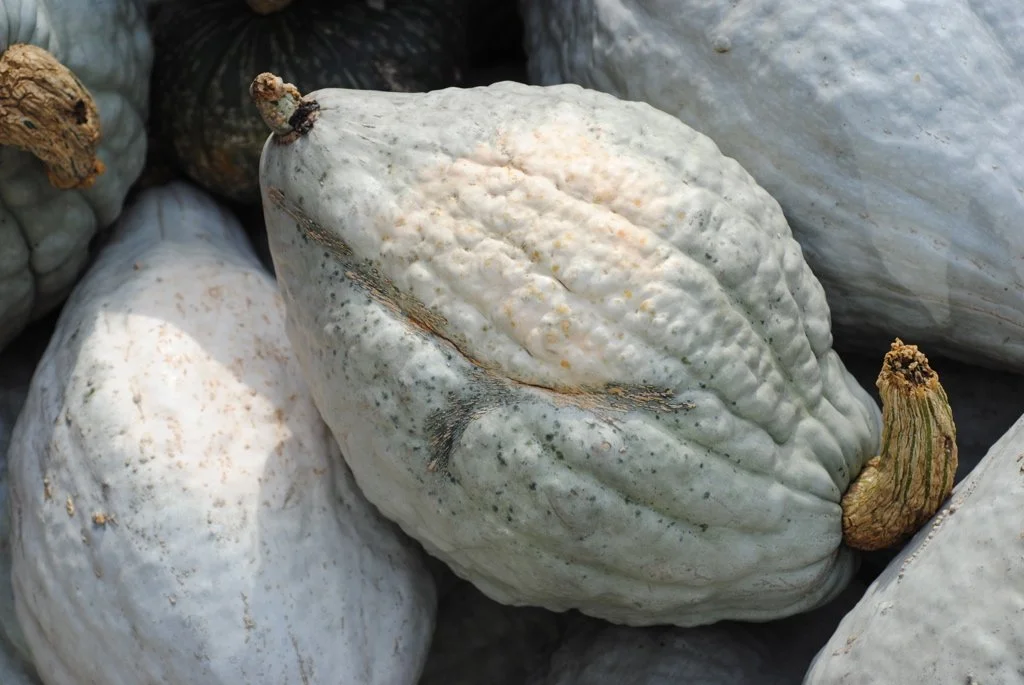 Large Blue Hubbard squash with blue-gray skin freshly harvested at Davison Orchards in Vernon BC, Okanagan Valley