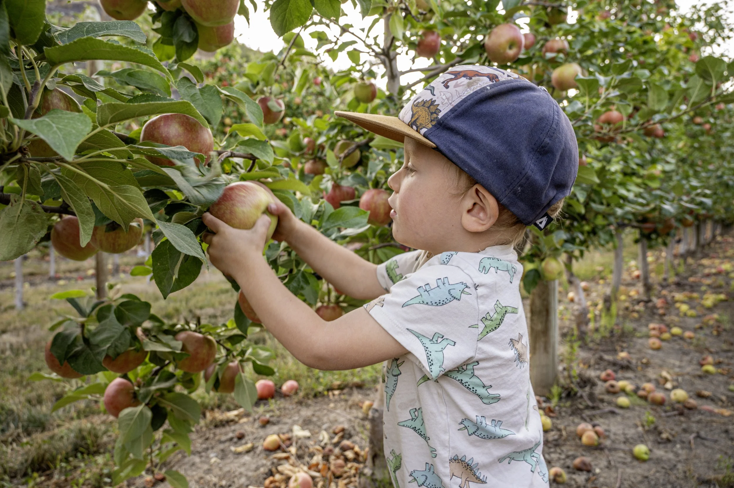 Family friendly apple picking experience at Davison Orchards in Vernon BC, toddler harvesting apples during U Pick season in September