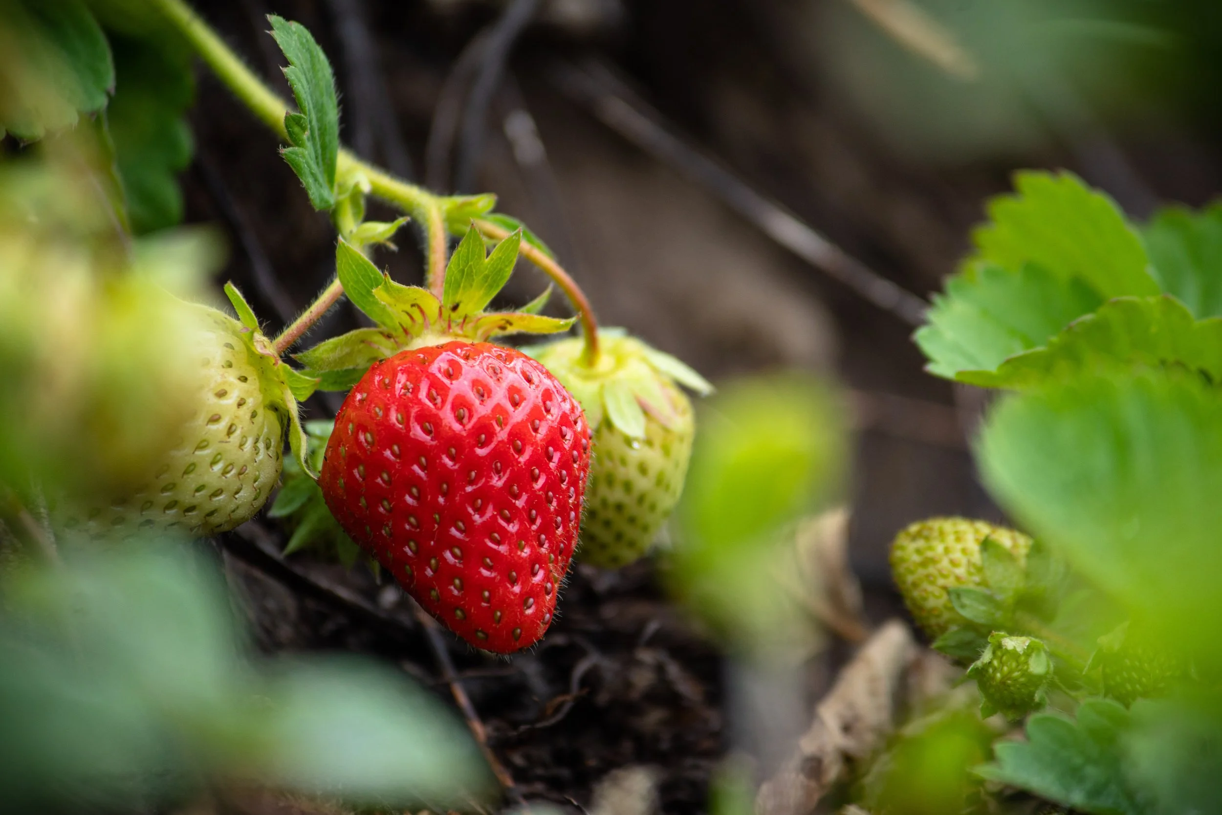 Vine-ripened strawberries freshly harvested in a basket, available at Davison Orchards in Vernon BC, Okanagan Valley Canada