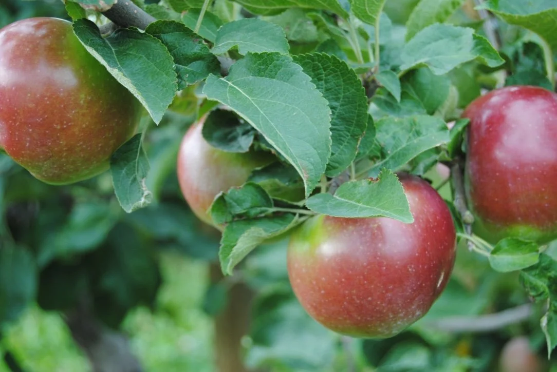 Spartan apple hanging from a branch at Davison Orchards, Vernon BC, Okanagan