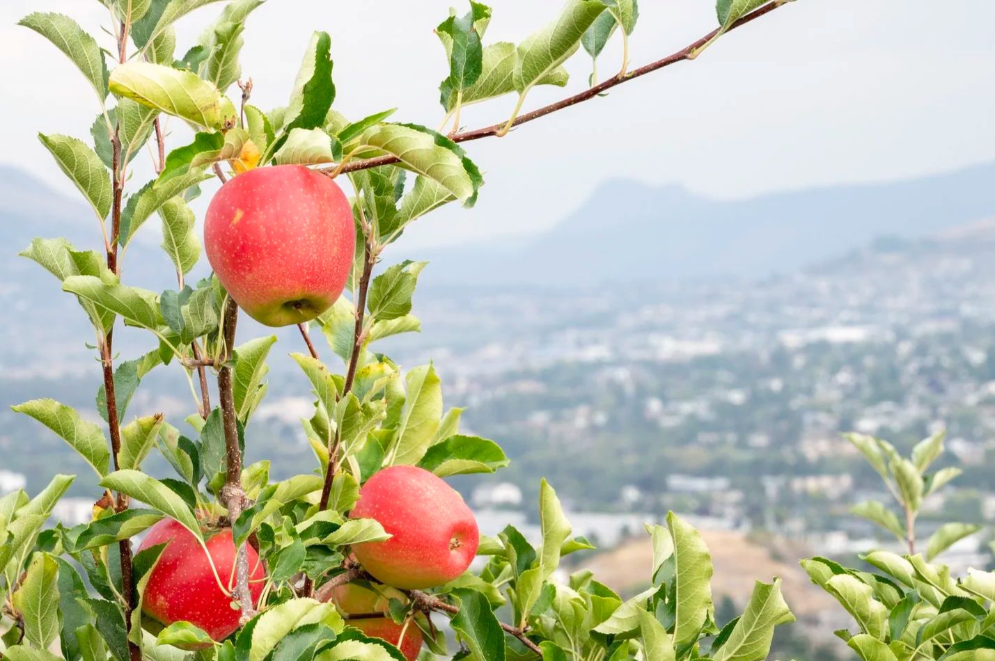 A very pink Arlet apple ready for harvest on a tree at Davison Orchards, Vernon BC, Bluenose Mountain in the back, apple picking.