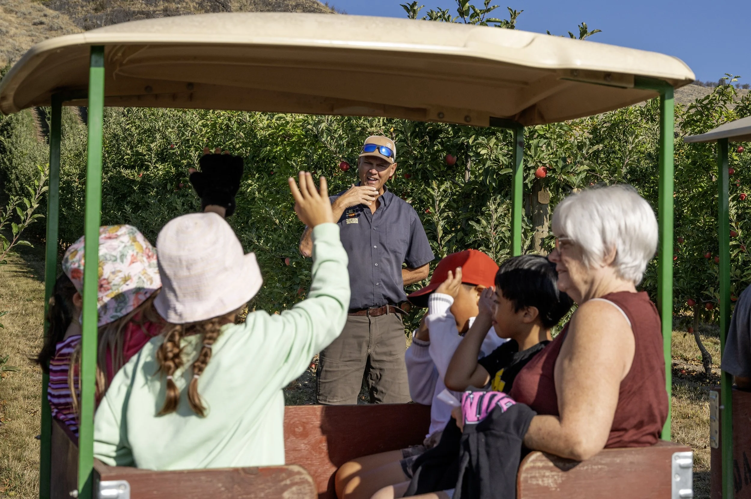 Children on a school orchard tour at Davison Orchards in Vernon BC, sitting in the tractor cart raising their hands to ask questions to Tom Davison leading the tour, Okanagan Valley Canada
