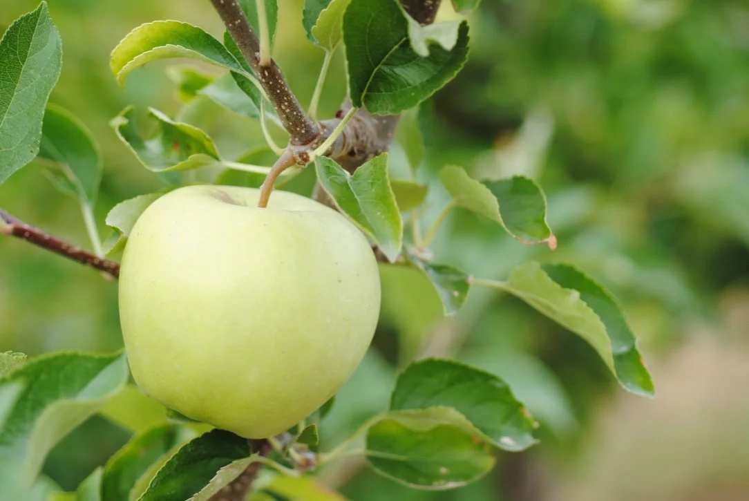 A yellow Aurora apple hanging on the tree at Davison Orchards in Vernon BC, Okanagan