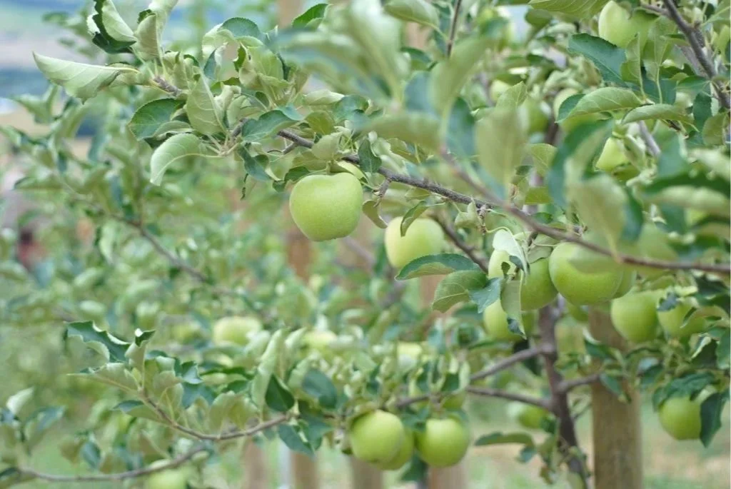 Mutsu apple ripening on a branch at Davison Orchards, Vernon BC, Okanagan Valley