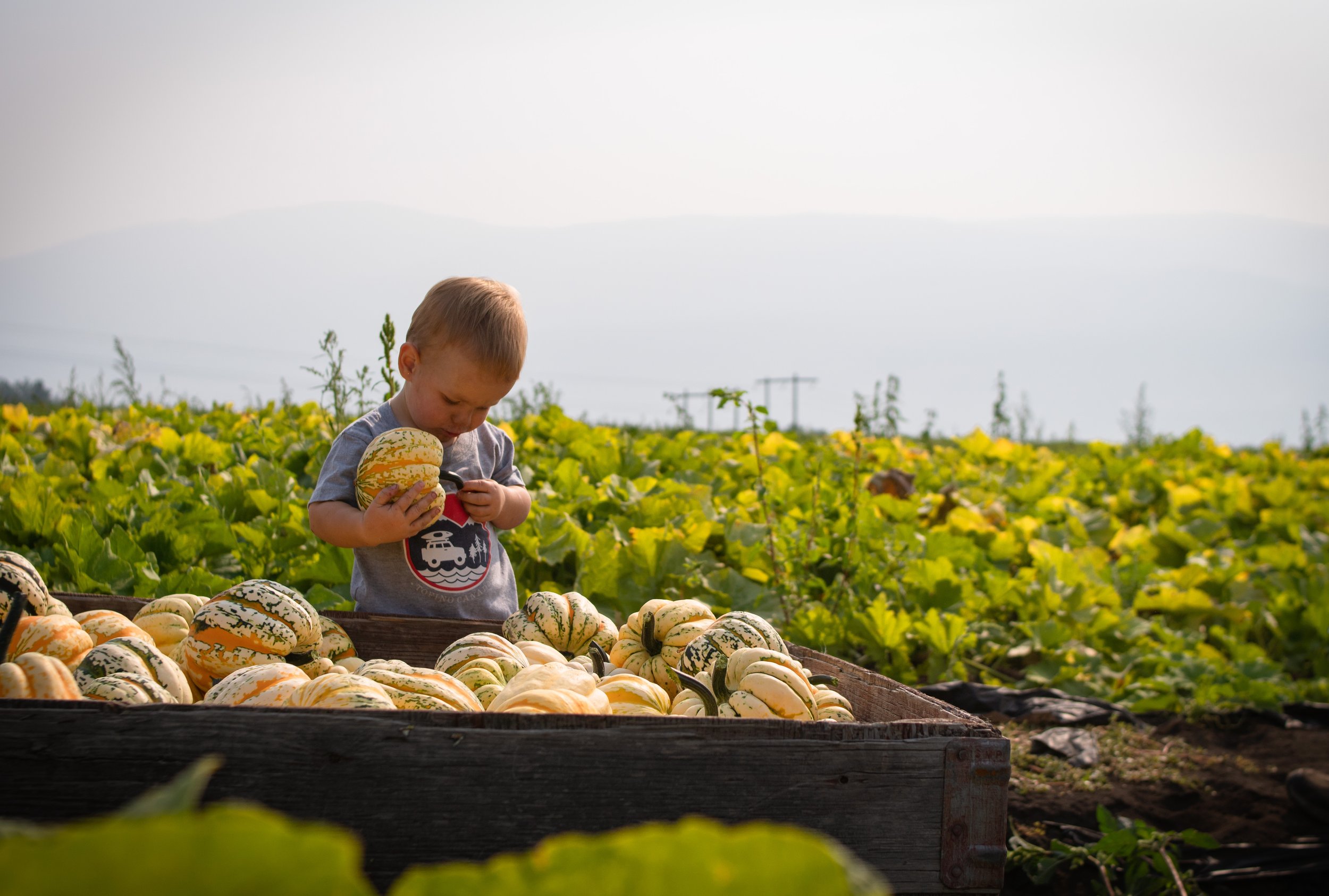 Toddler at Davison Orchards playing in a bin of carnival squash freshly harvested.