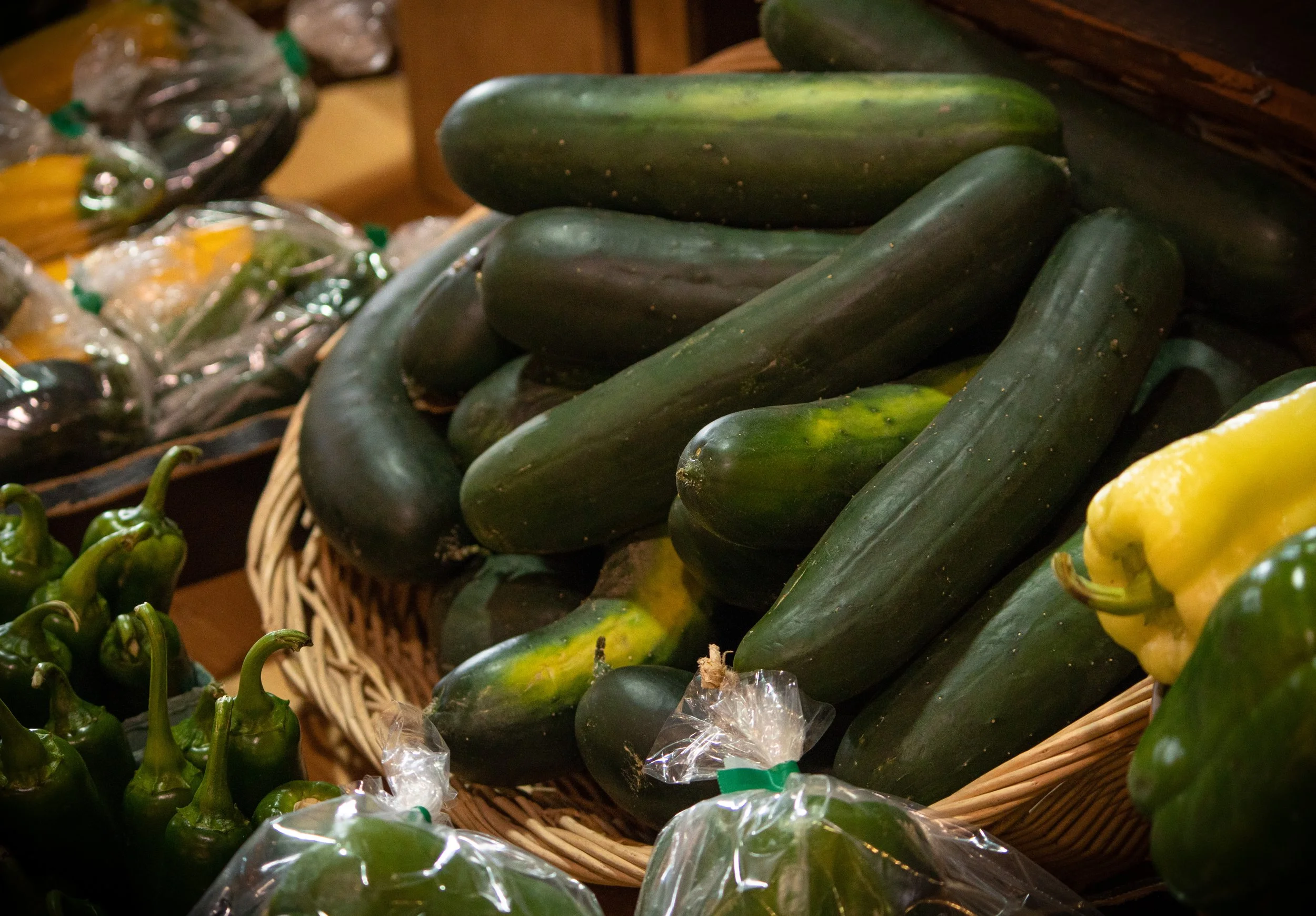 Fresh slicing cucumbers ready for harvest at Davison Orchards in Vernon BC, Okanagan Valley