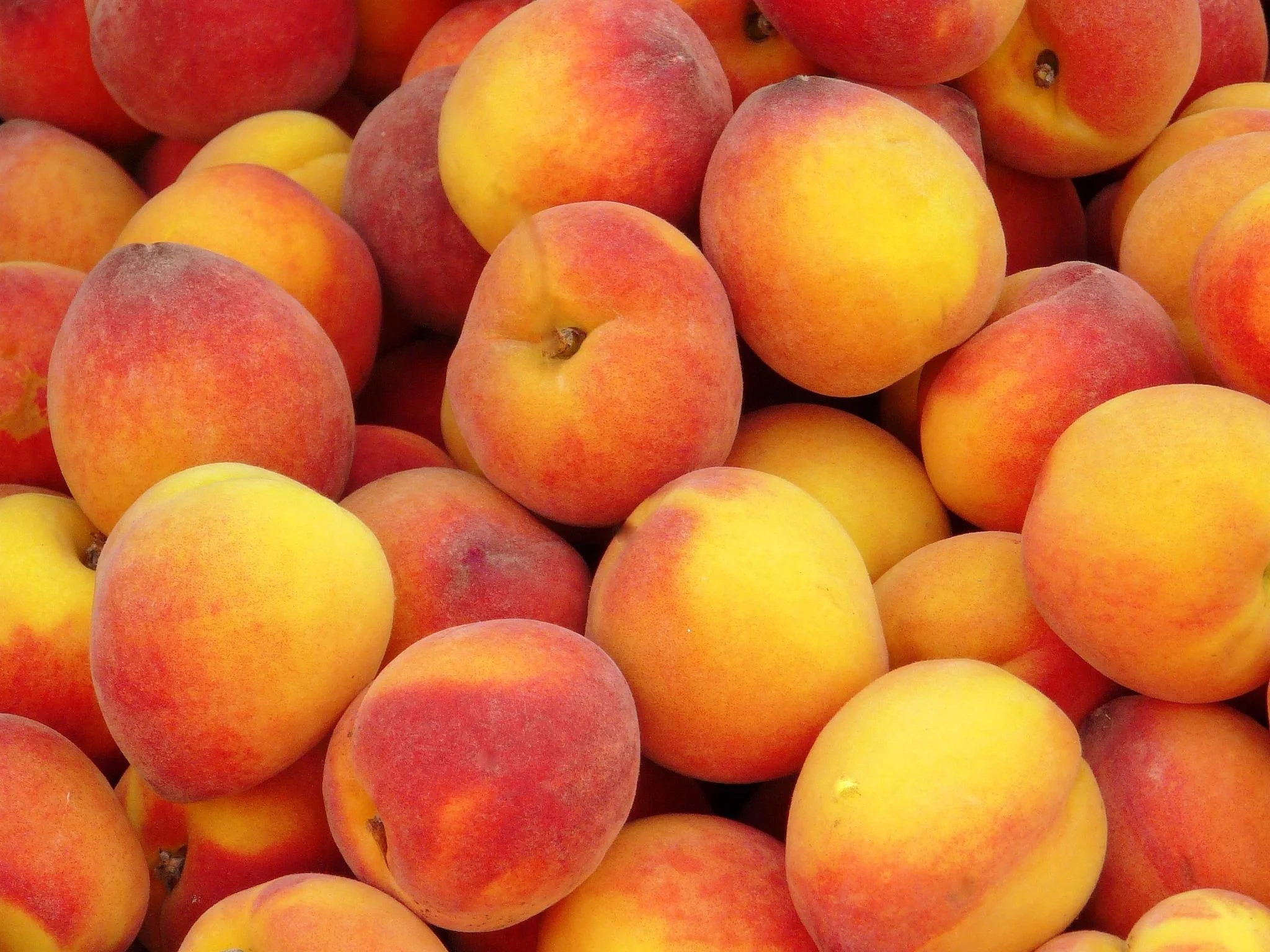 Crest Haven peaches at the harvest bin, freshly picked at Davison Orchards, Vernon BC, Okanagan Valley fresh orchard peaches