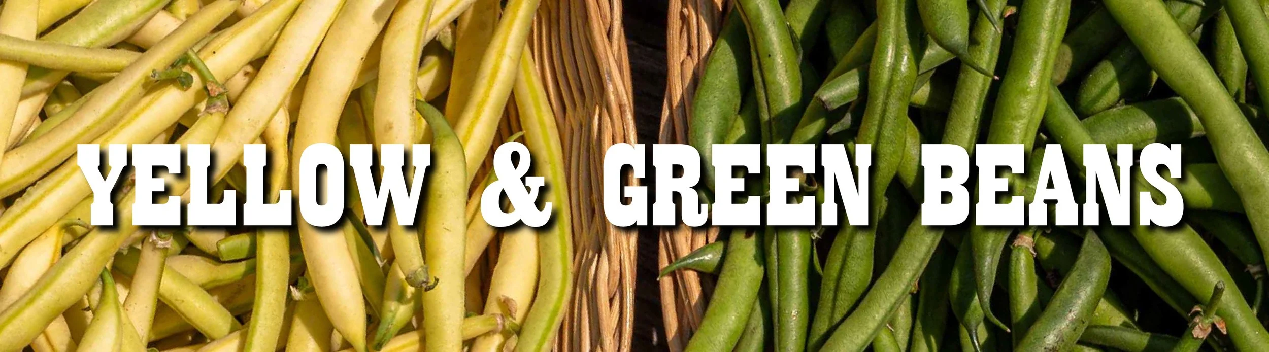 GREEN BEANS-01.jpg