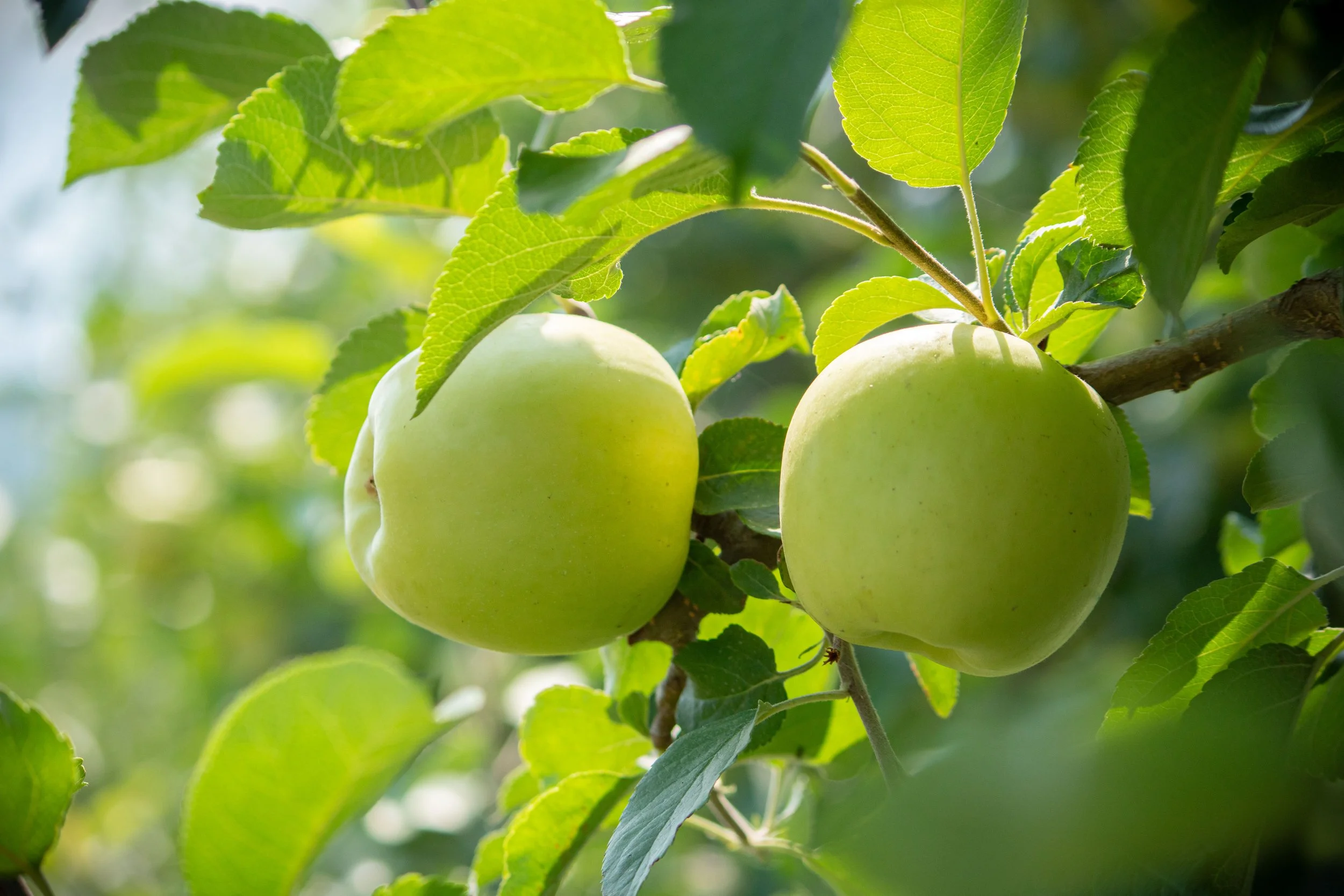 Silken apples ready to harvest on the tree at Davison Orchards, Vernon BC, fresh Okanagan orchard fruit
