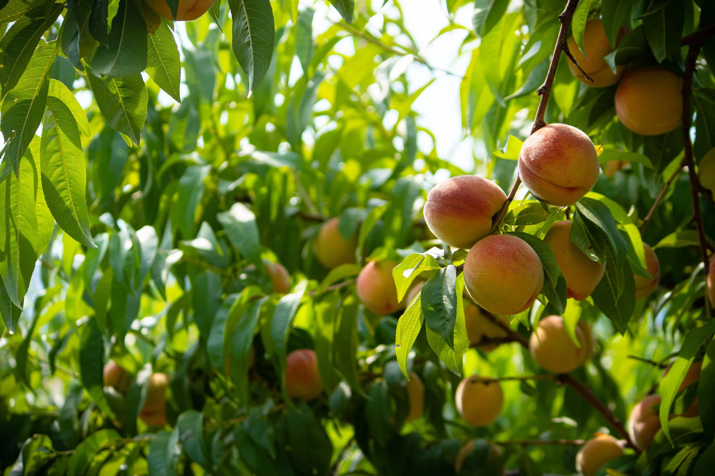 Harrow Diamond peach growing on the tree at Davison Orchards, Vernon BC, Okanagan Valley, fresh early season orchard fruit