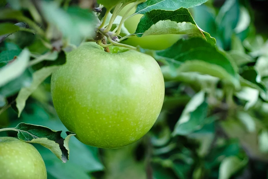 Granny Smith apple hanging on the tree at Davison Orchards in Vernon BC