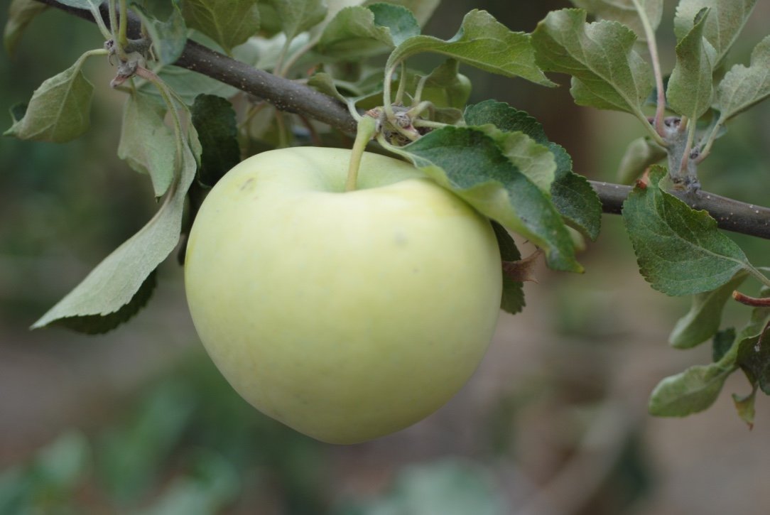 Fresh Transparent apple on the tree at Davison Orchards, Vernon BC Okanagan Valley, part of the early season apple harvest