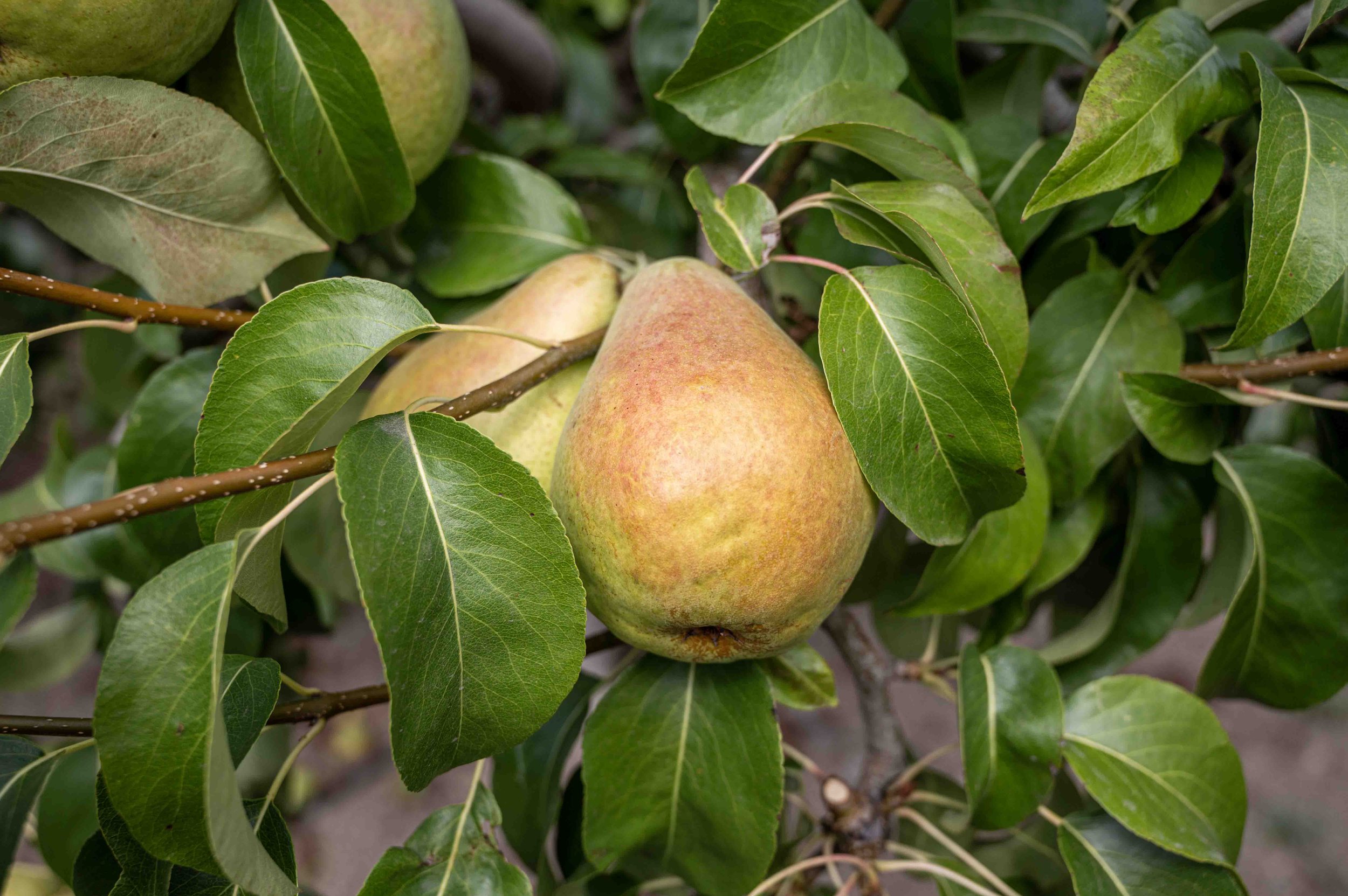 Ripe D’Anjou pear in the orchard at Davison Orchards in Vernon BC, part of the seasonal fruit harvest in the Okanagan Valley