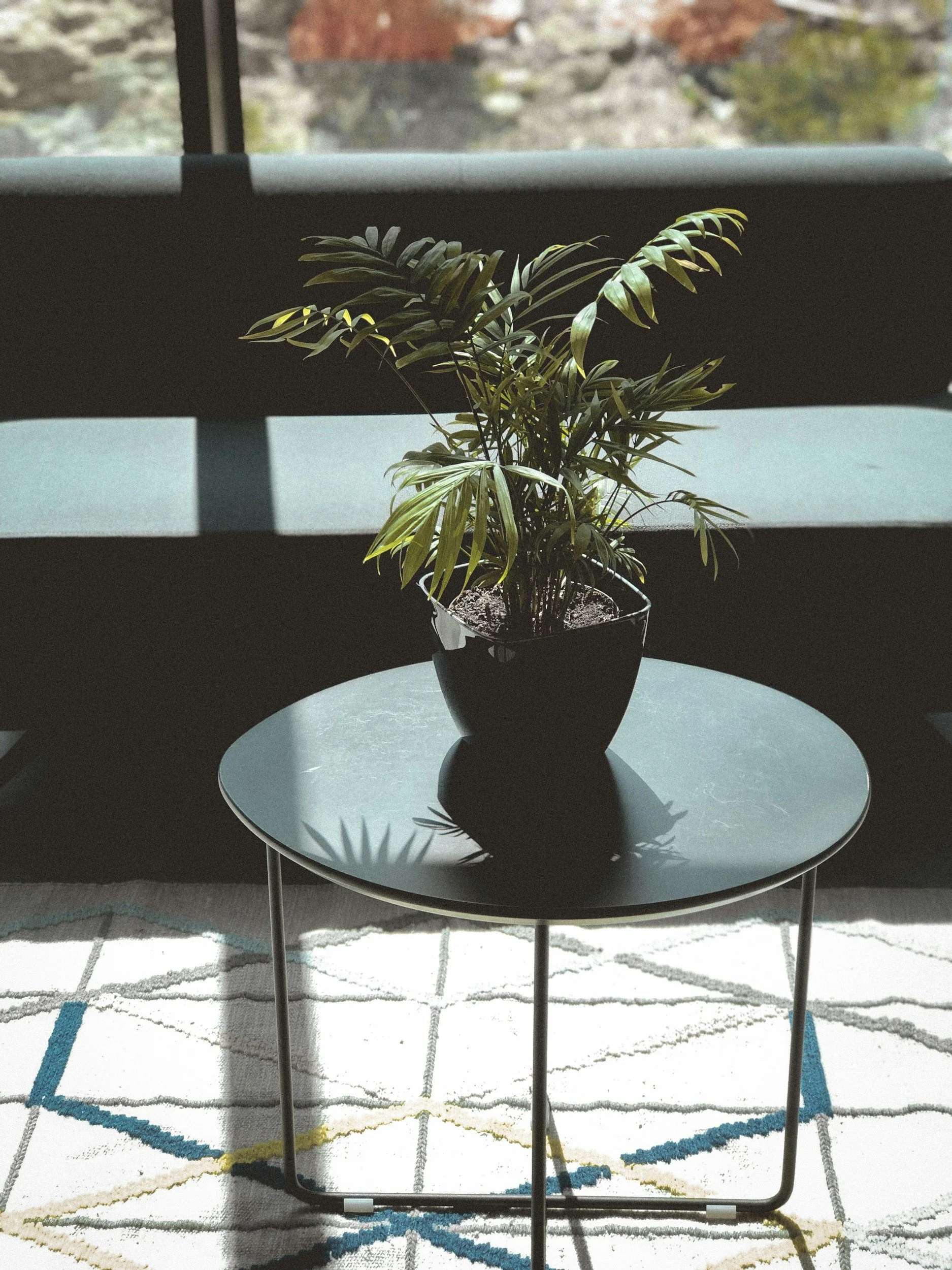 Indoor potted plant with green leaves sitting on a small black round table, sunlight casting shadows, with a window and a colorful outdoor scene in the background.