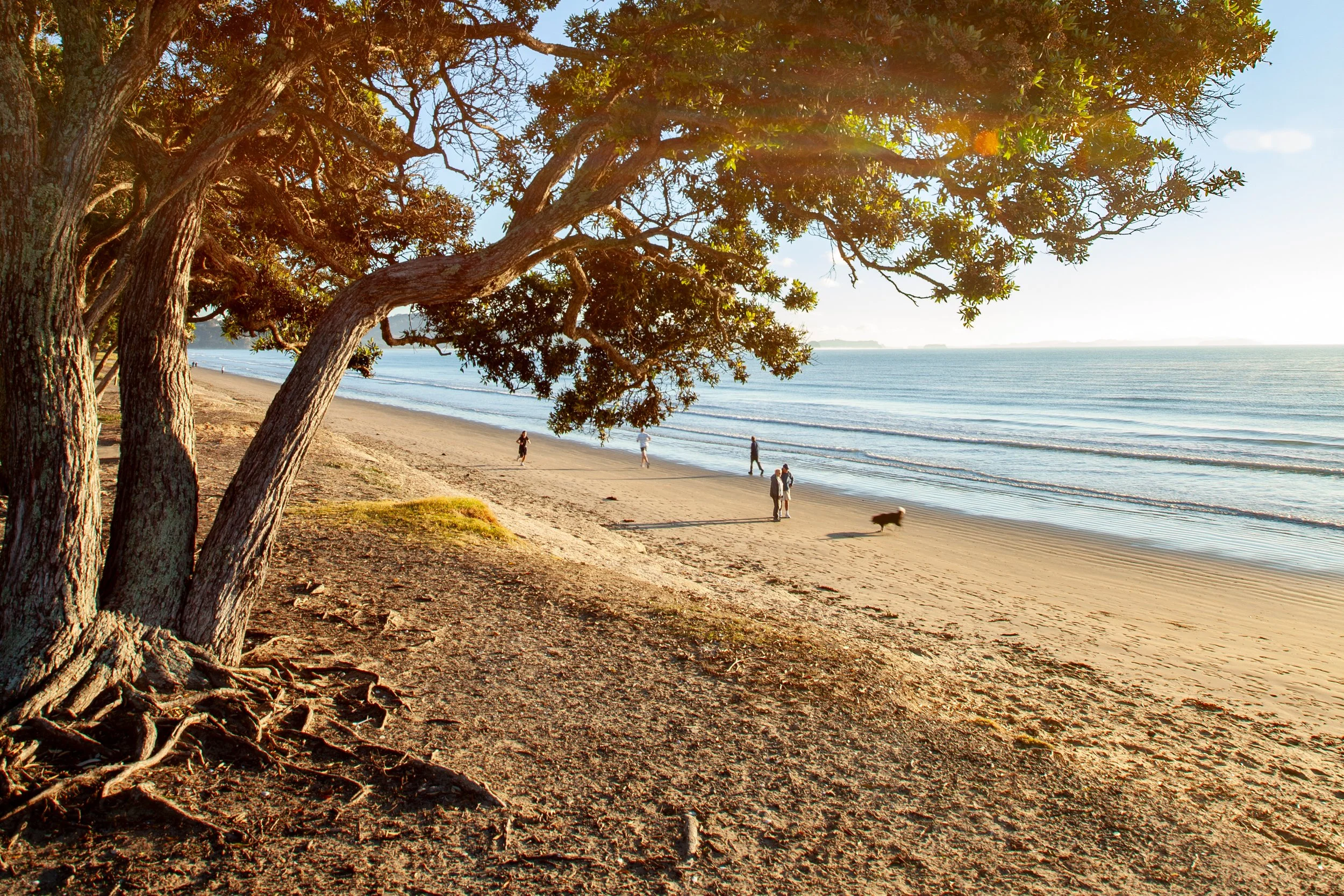 Beach walkway in Orewa with coastal tree and people by the shore.