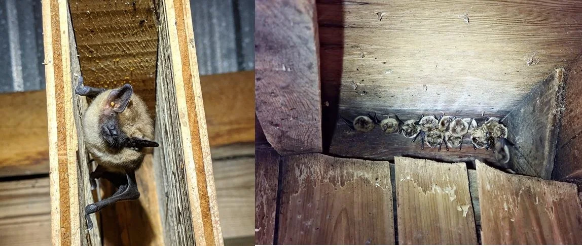 Managing Bats in Buildings: Training Pest and Wildlife Control Operators in Effective and Bat-Friendly Practices