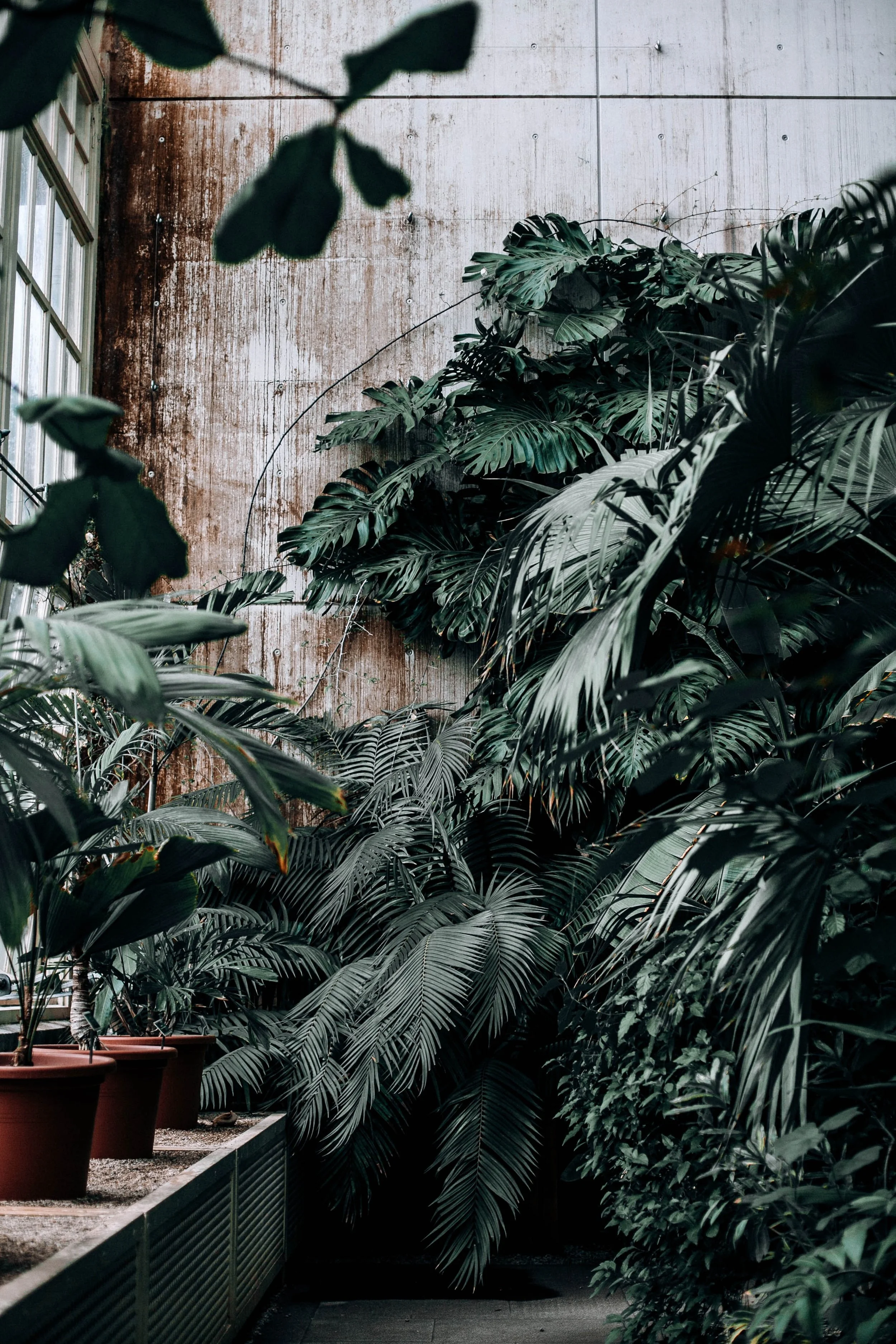 Indoor garden with various lush green tropical plants in pots along a window and against a weathered, rusty wall.