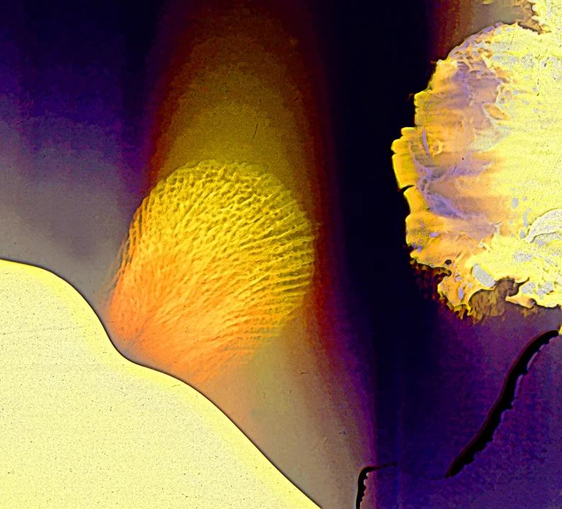 ff112 preferred sized.jpg