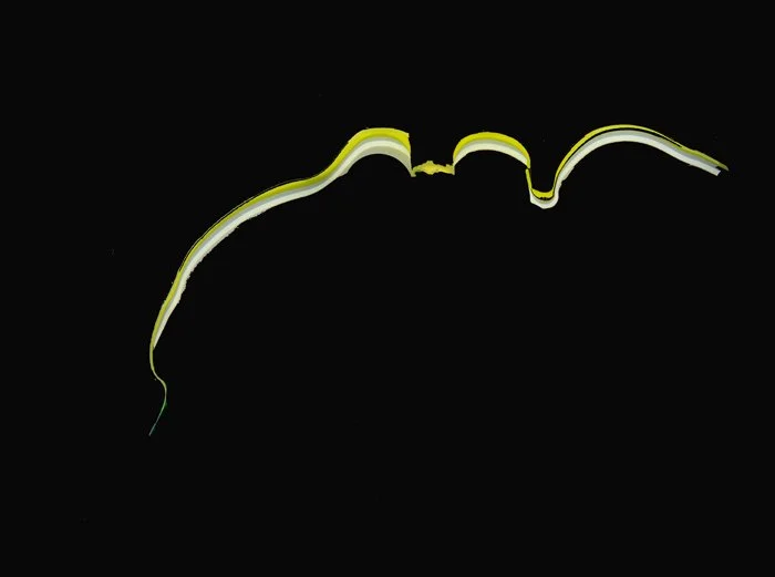 img G1000288 copy.jpg