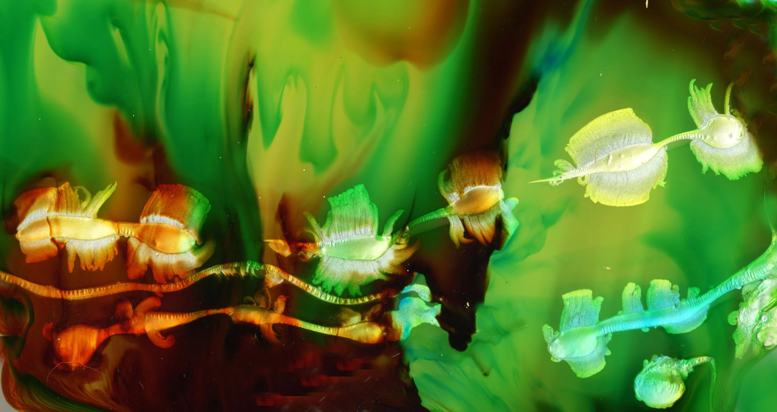 img G1000195 copy.jpg