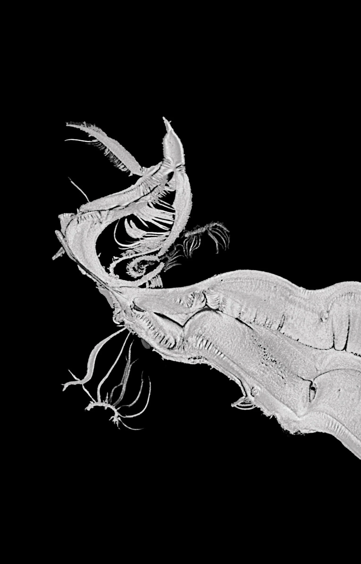 BLACK-AND-WHITE44.jpg