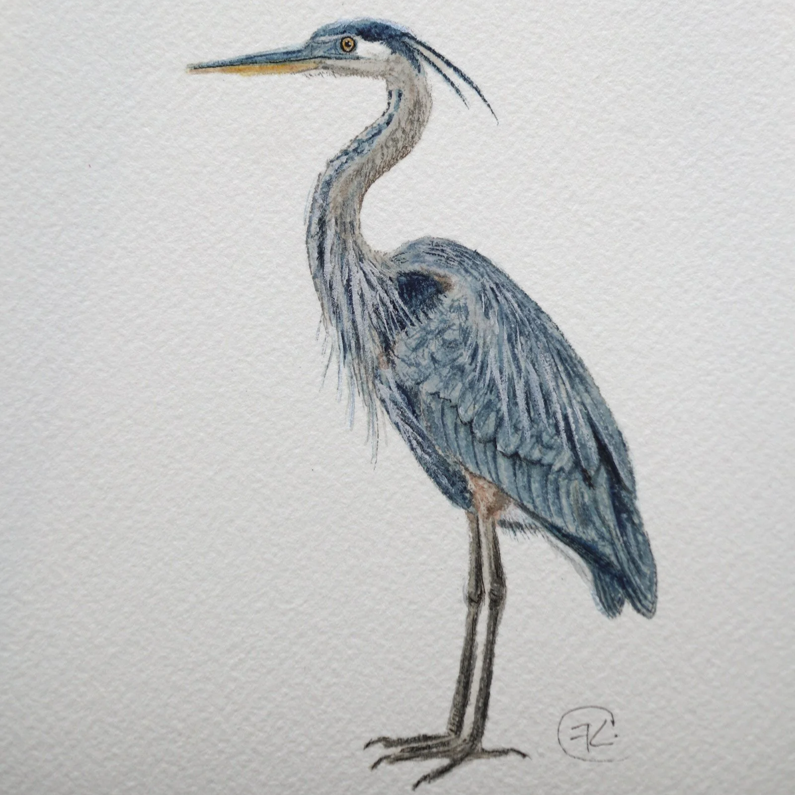 The Great Blue Heron Archival Print