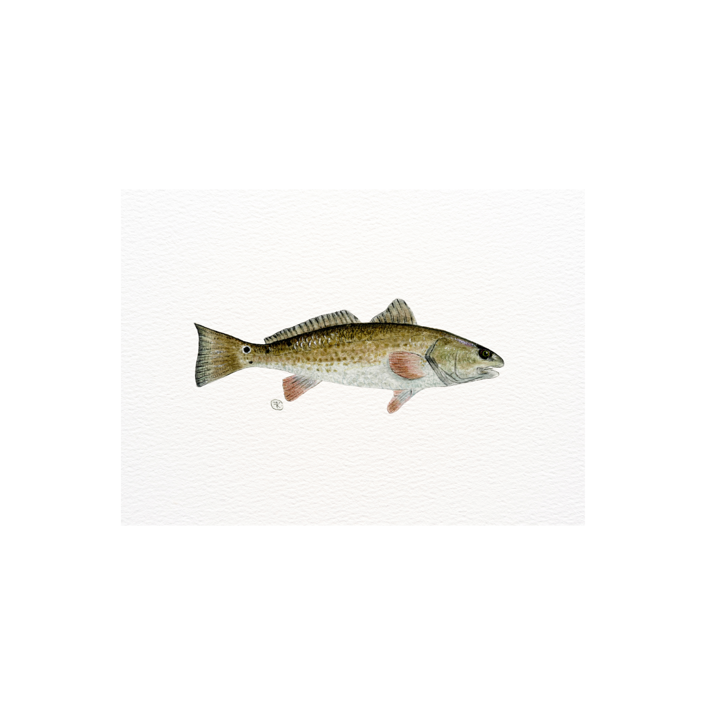 fishfih.png