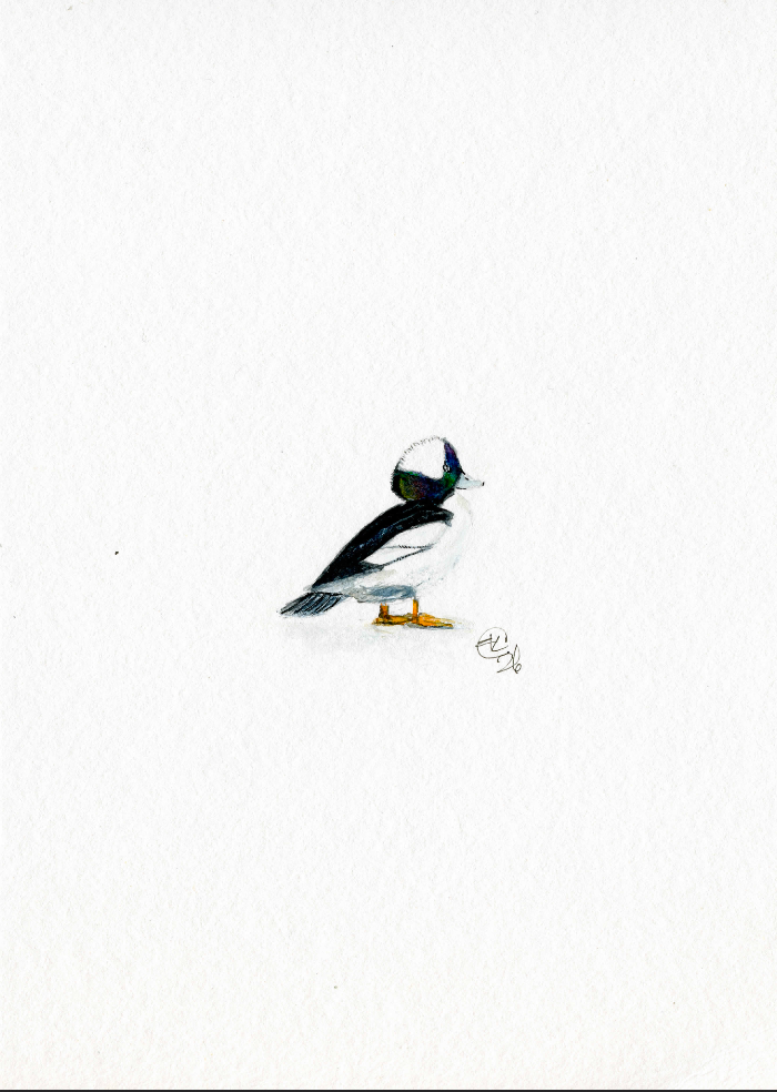 Original Micro Bufflehead