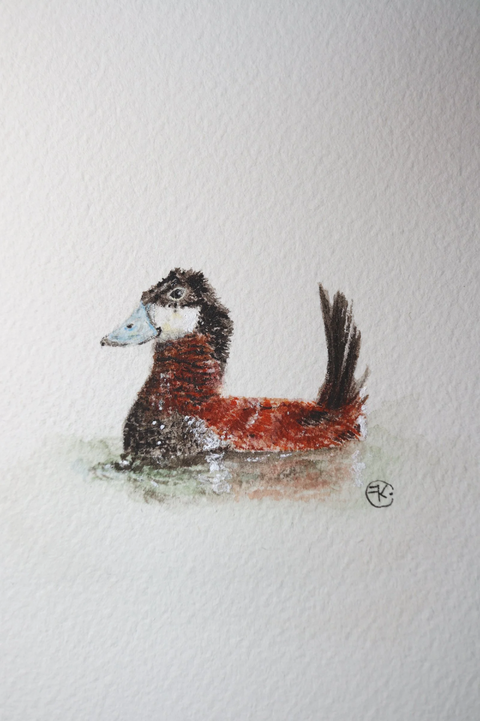 Ruddy Duck Archival Print