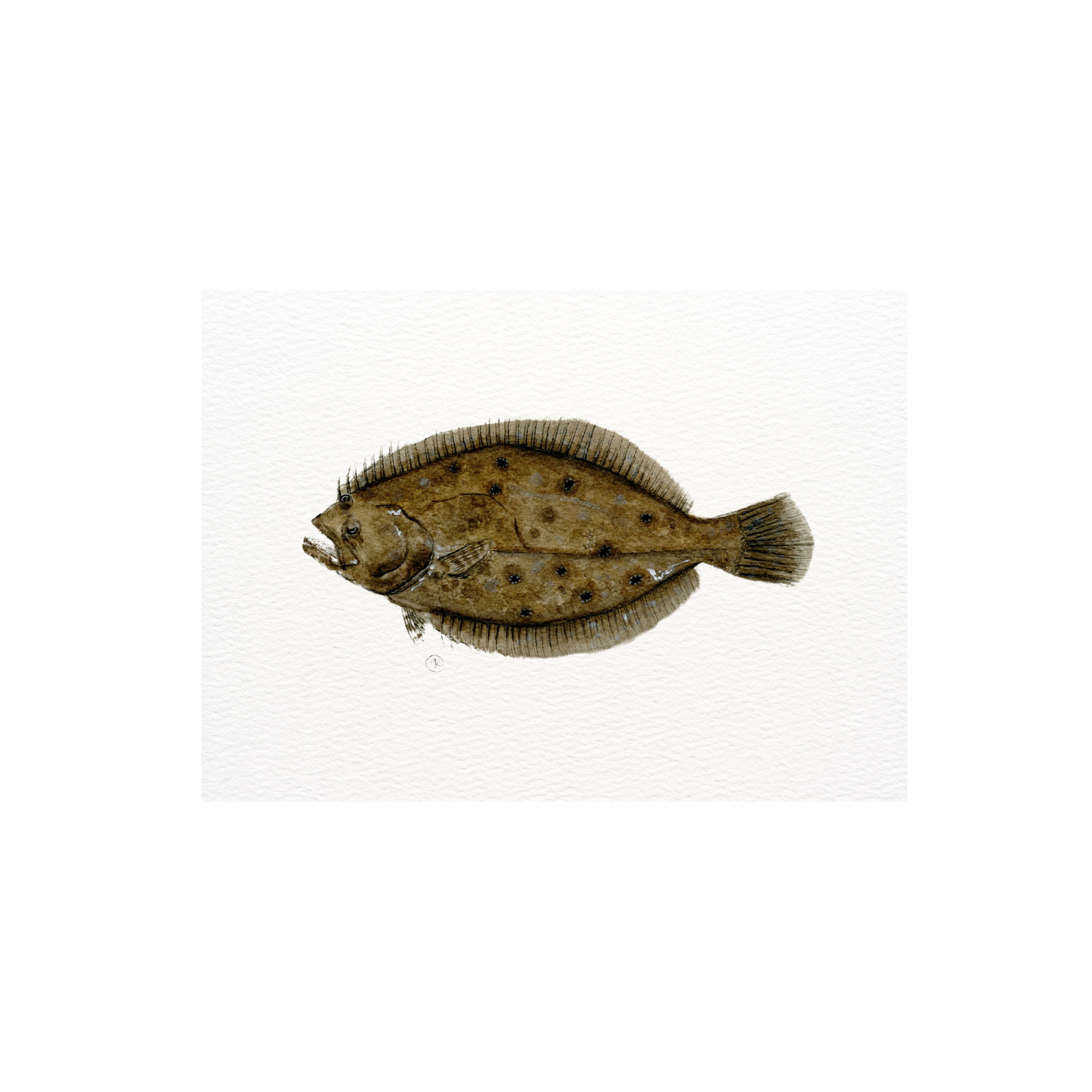 floundeth11112222.png
