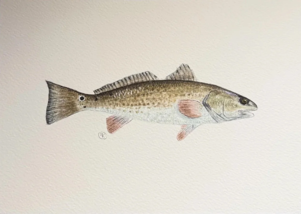 Redfish Print