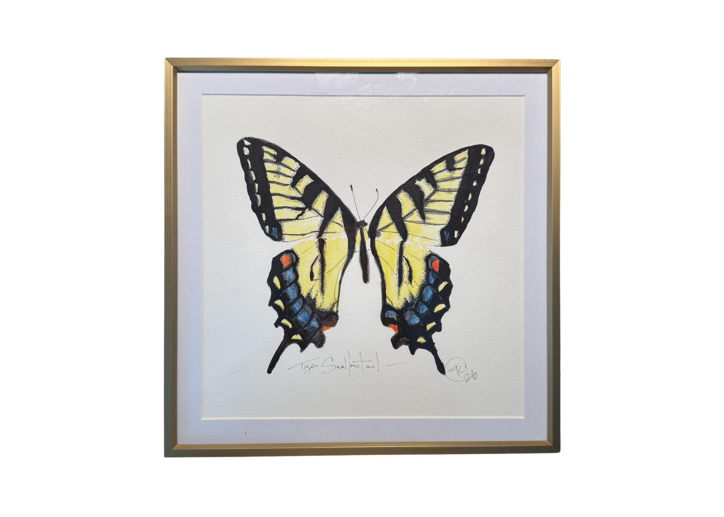 tiger swallow.png