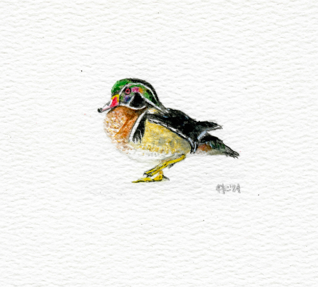 Micro Wood Duck Fine Art Print