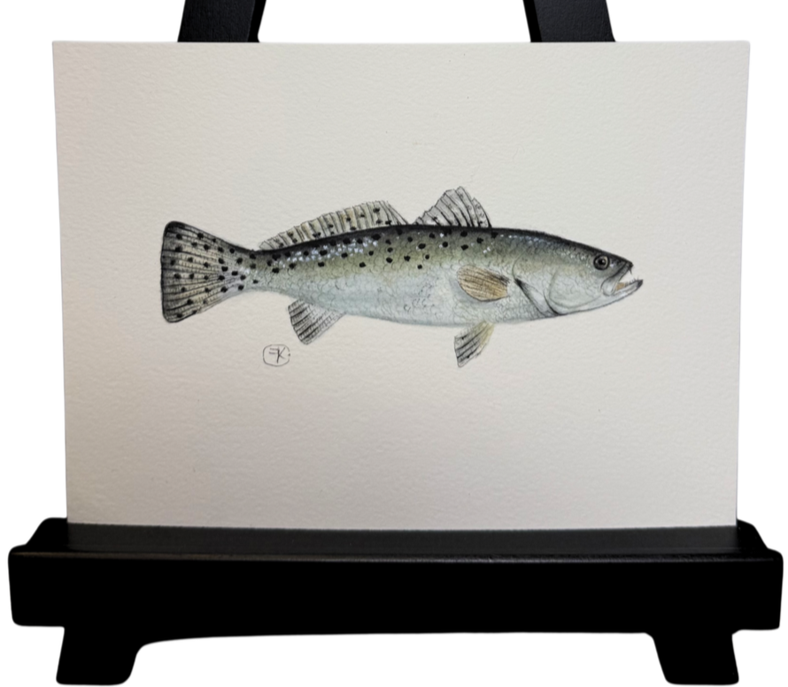 Original Speckled Trout