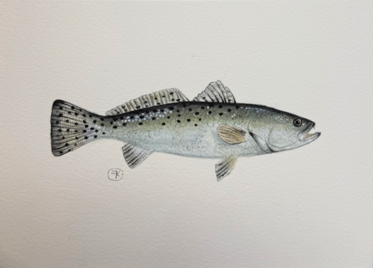 Speckled Trout Print