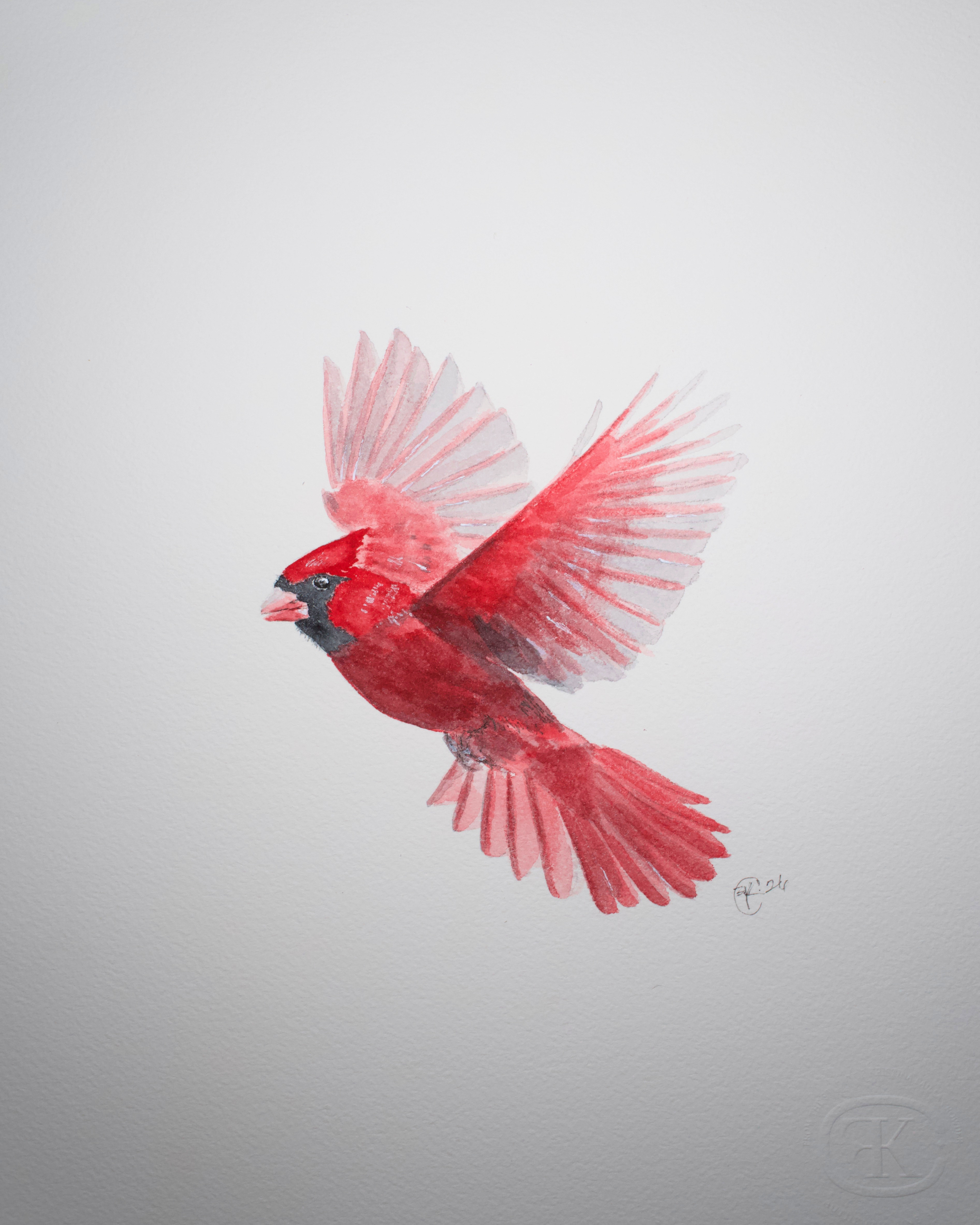 cardinal in flight.png
