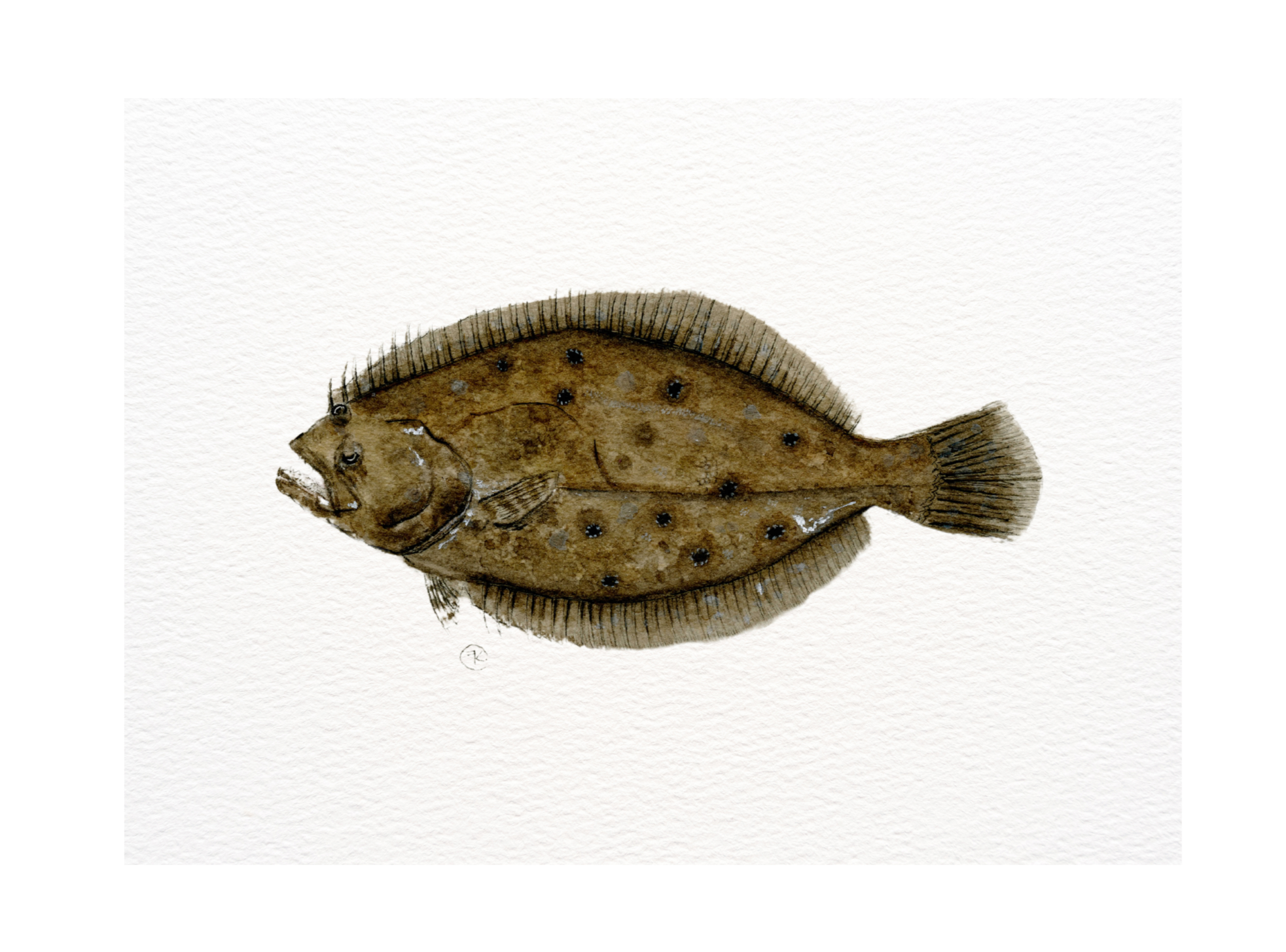 Flounder Archival Print