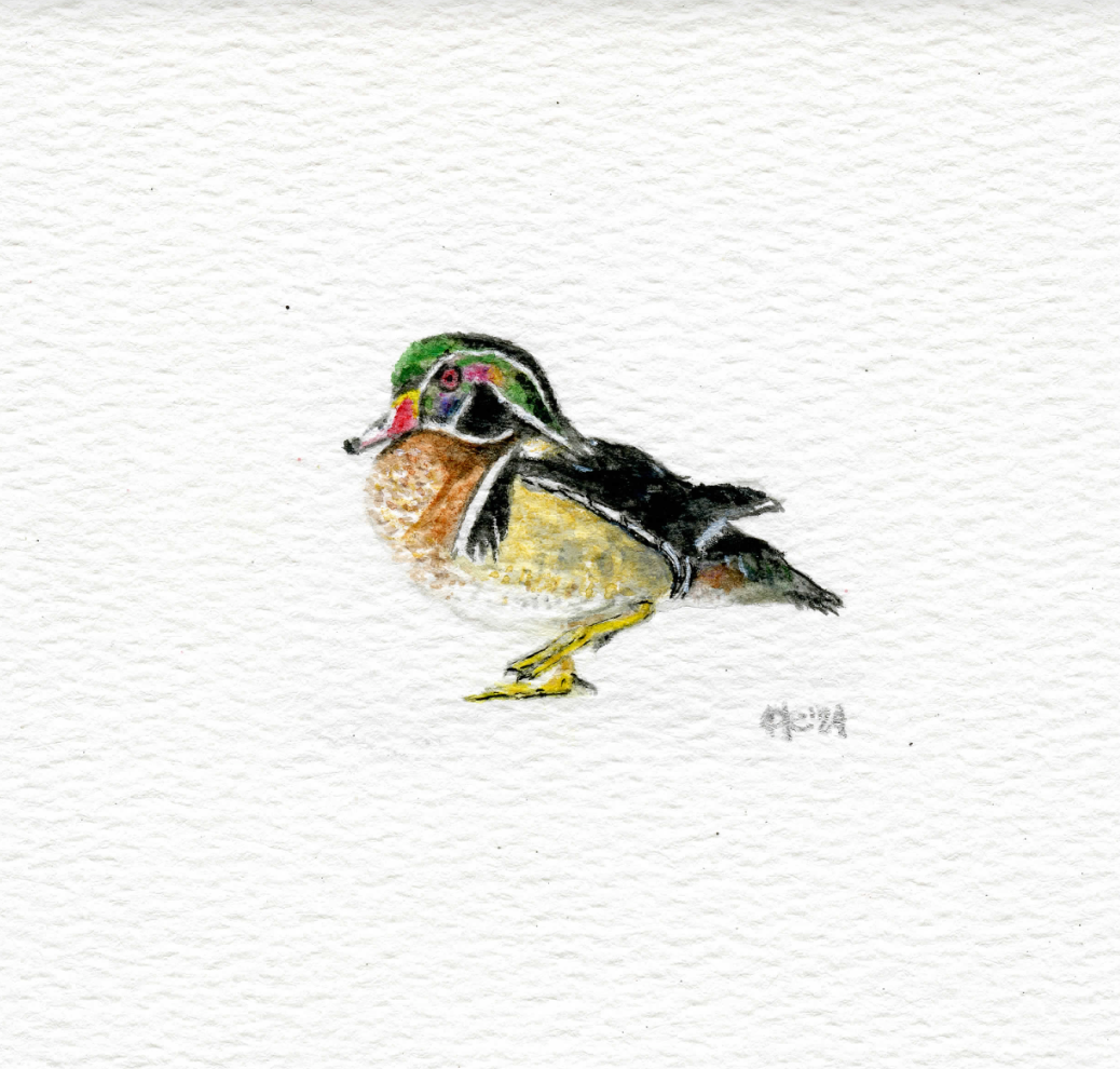 Micro Wood Duck Fine Art Print