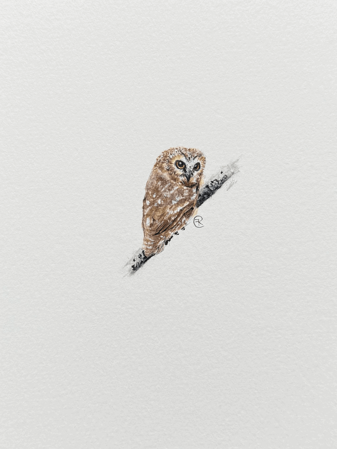 Micro Saw-Whet Owl Original