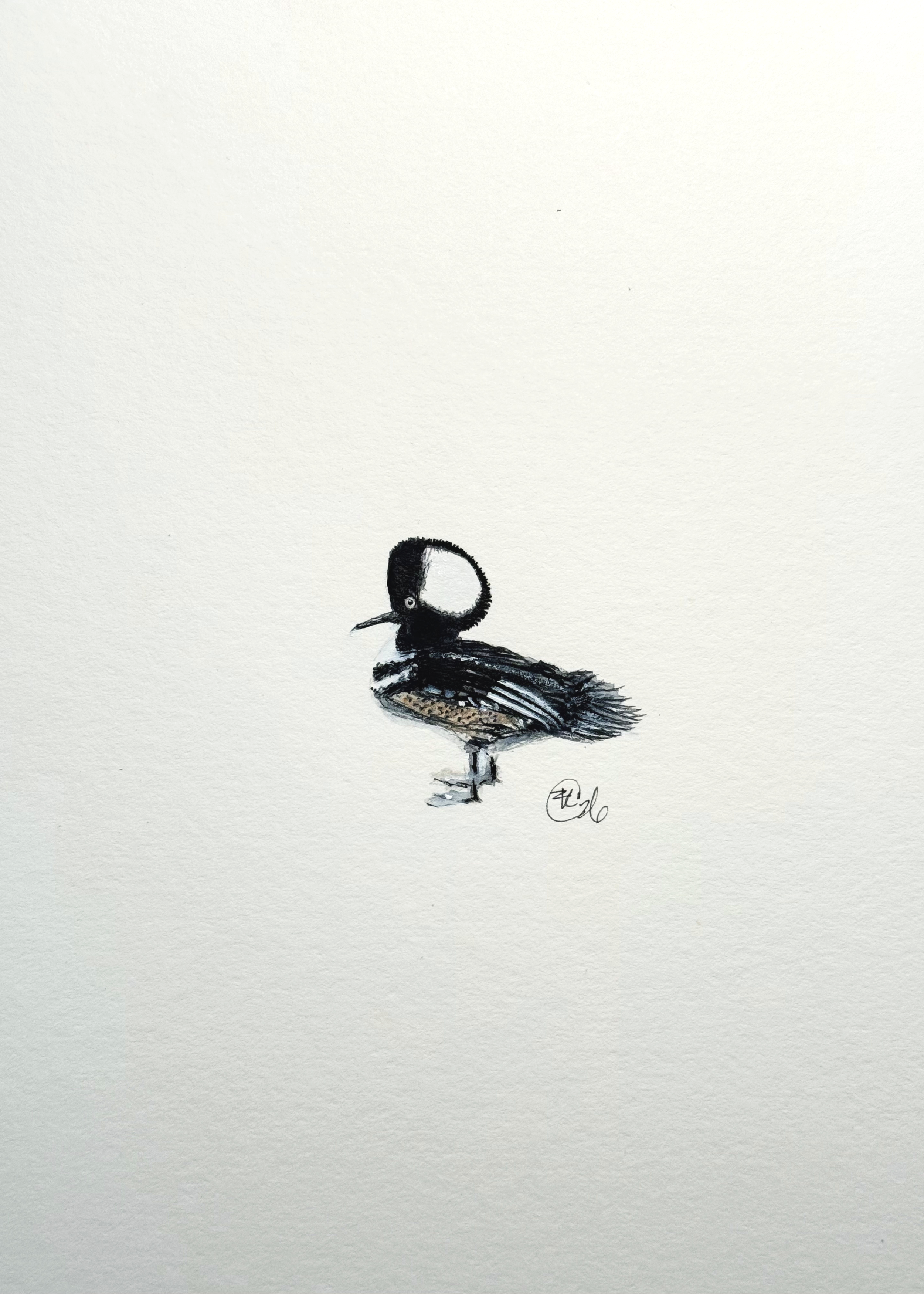 Micro Hooded Merganser Archival Print
