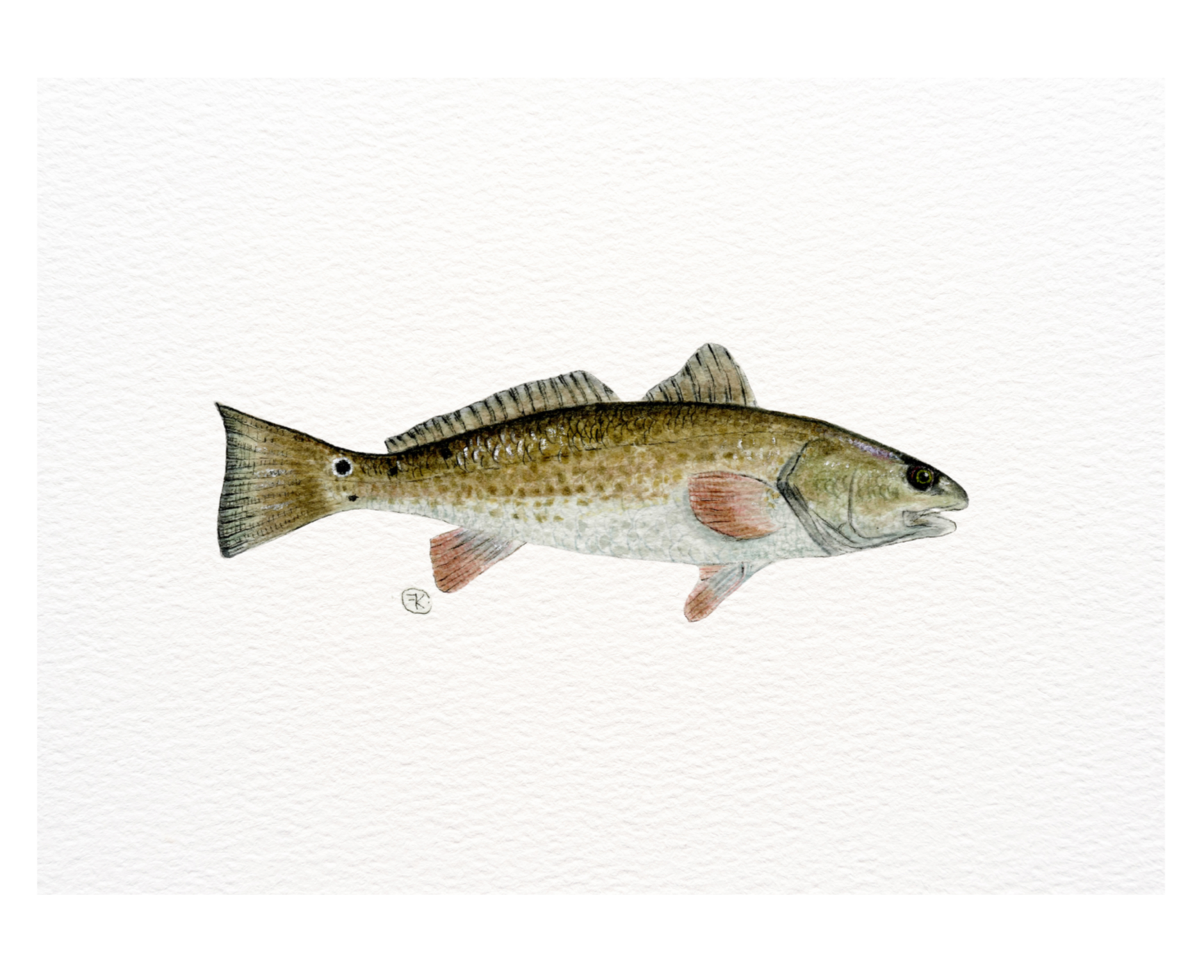 Redfish Archival Print